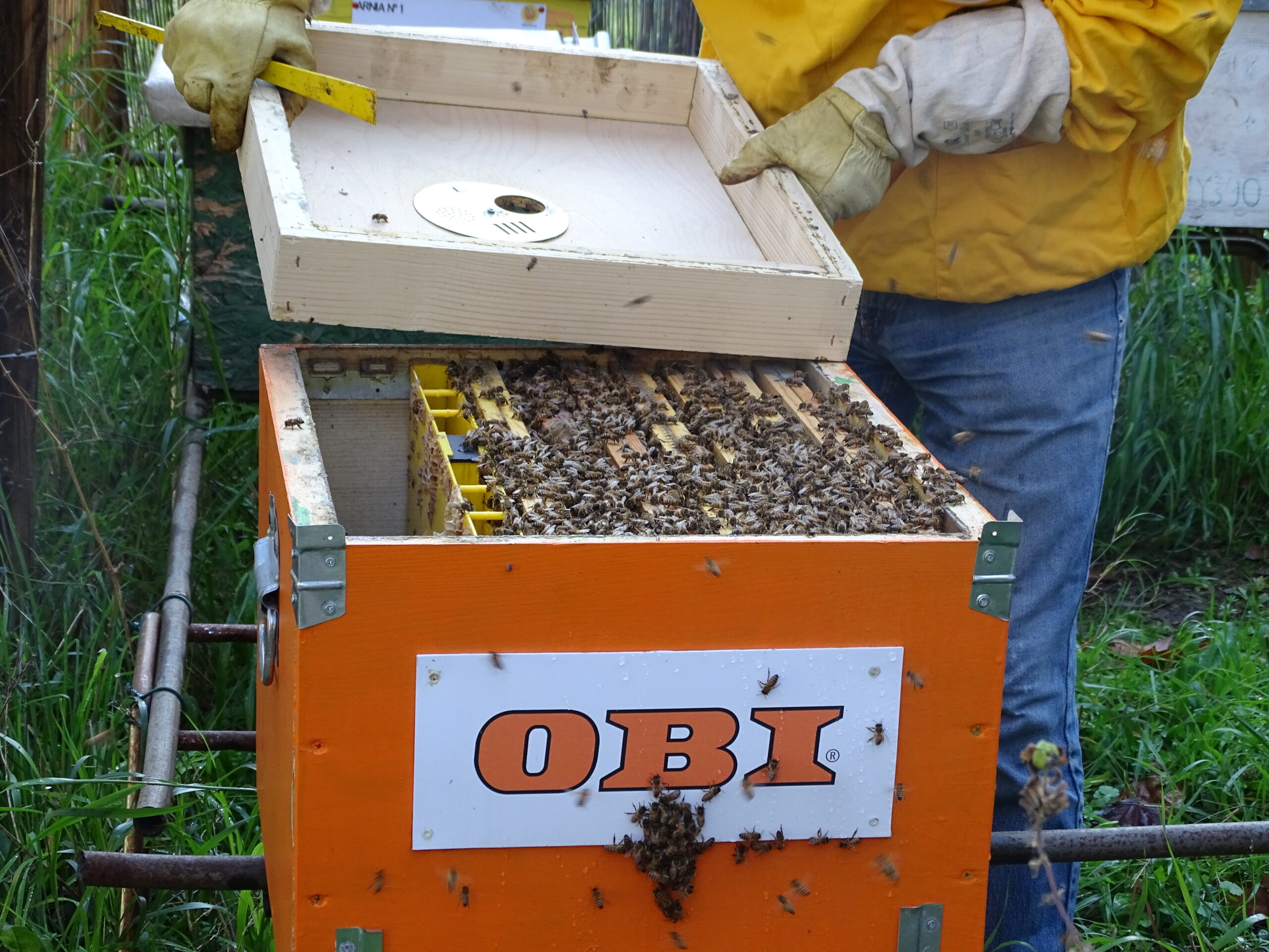 progetto apicoltura OBI